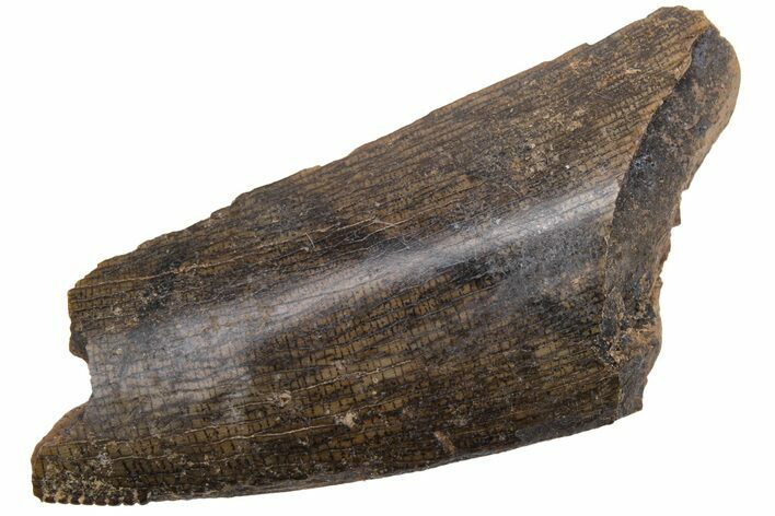 Tyrannosaur Tooth Fragment - Judith River Formation #231277